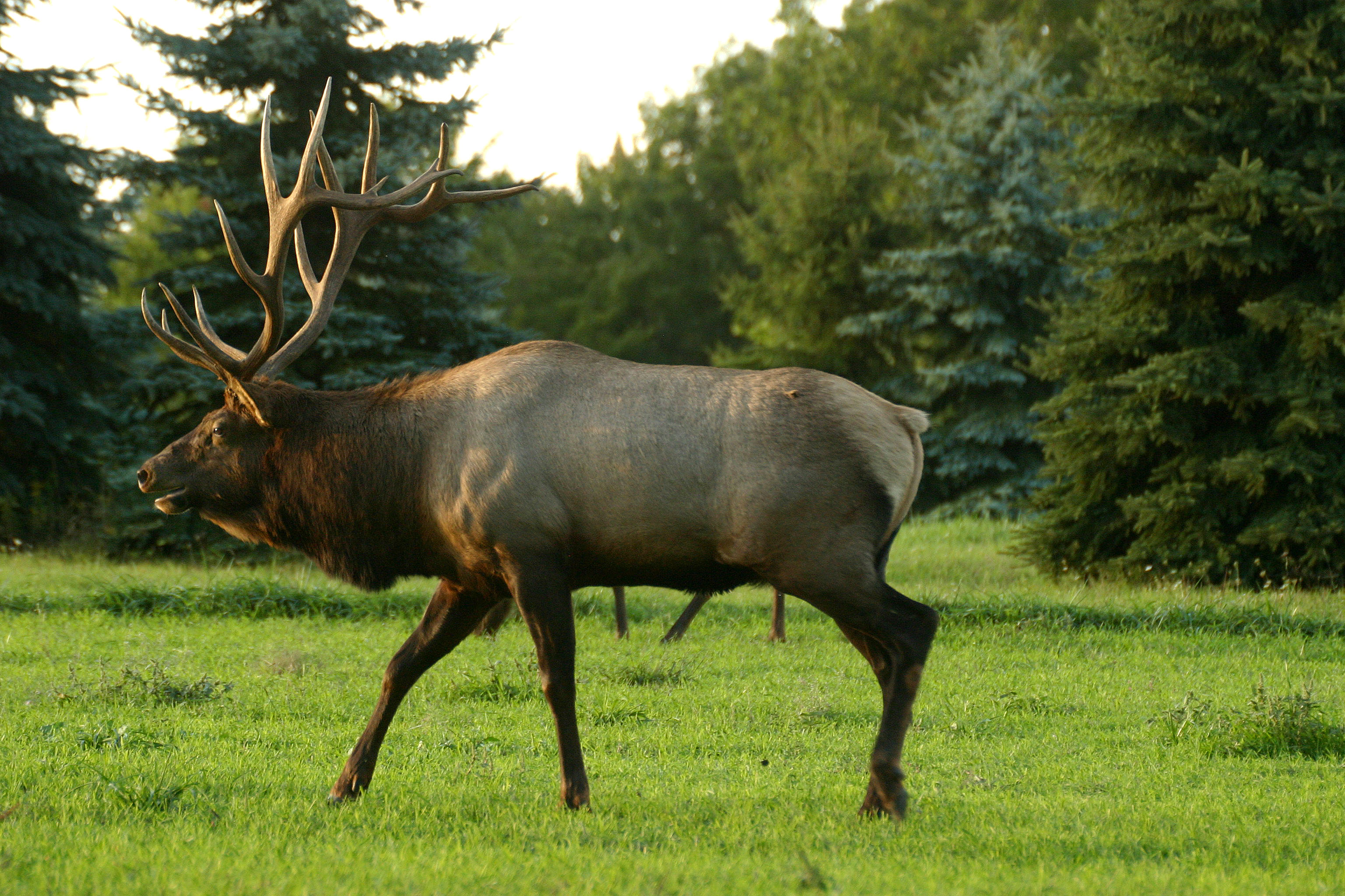 A visit to the Pennsylvania elk herd BirdCallsRadio™ Exploring