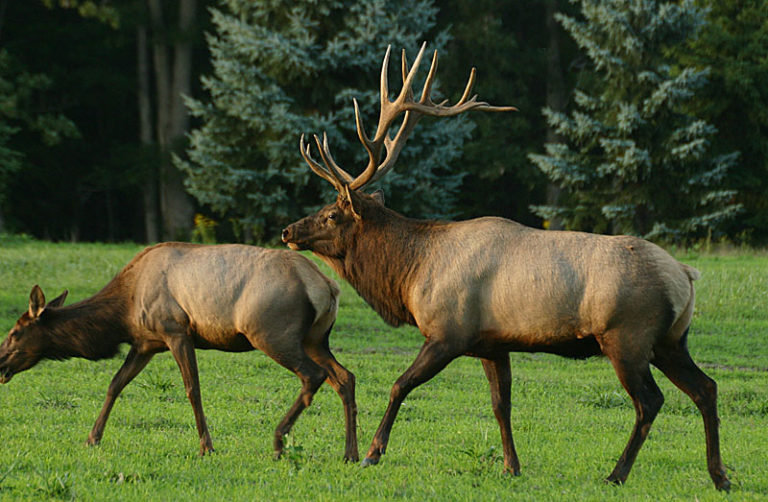 A Visit To The Pennsylvania Elk Herd - BirdCallsRadio™ | Exploring ...