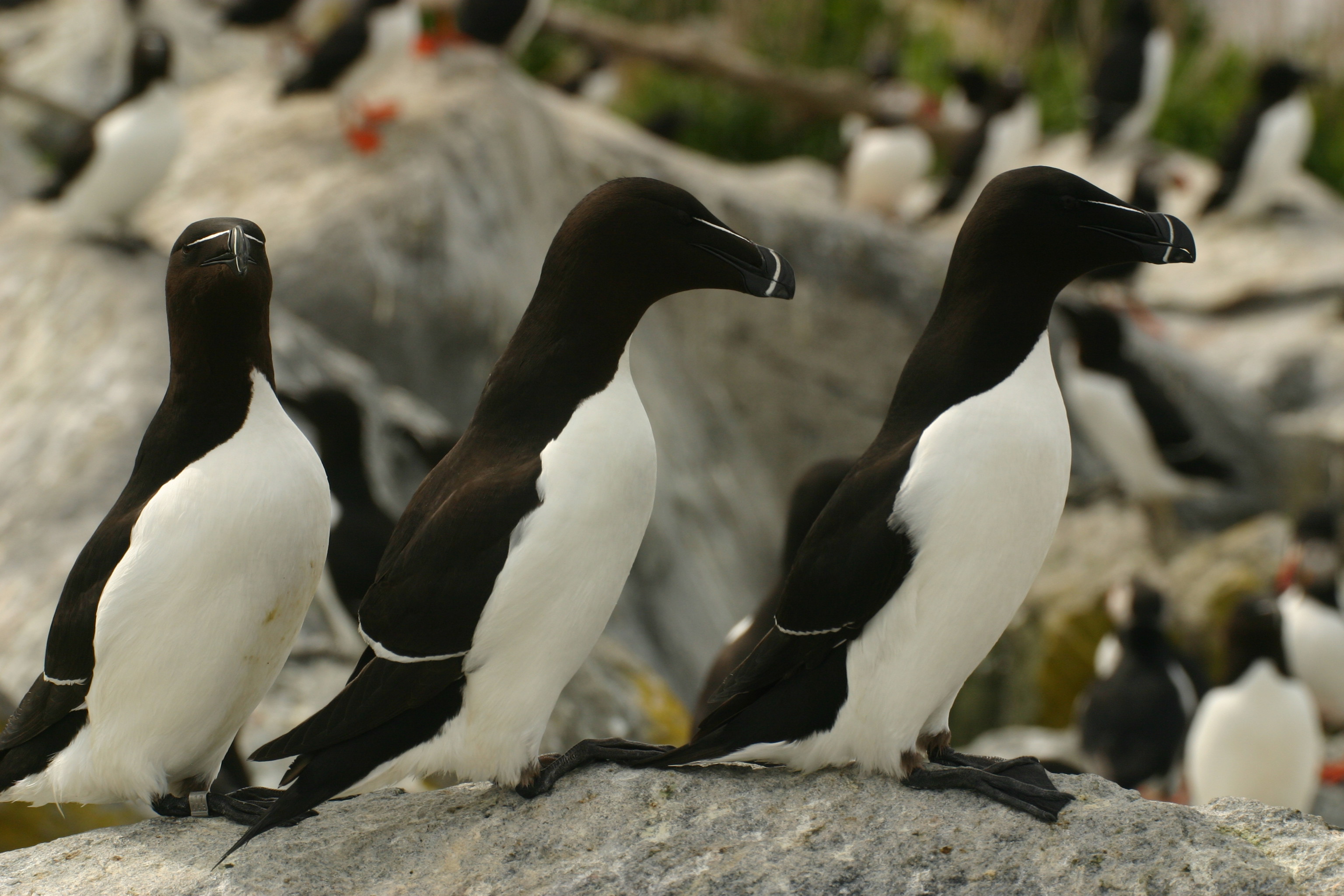 Razorbills invade Long Island Sound in Connecticut - BirdCallsRadio ...