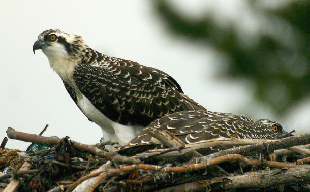 young osprey