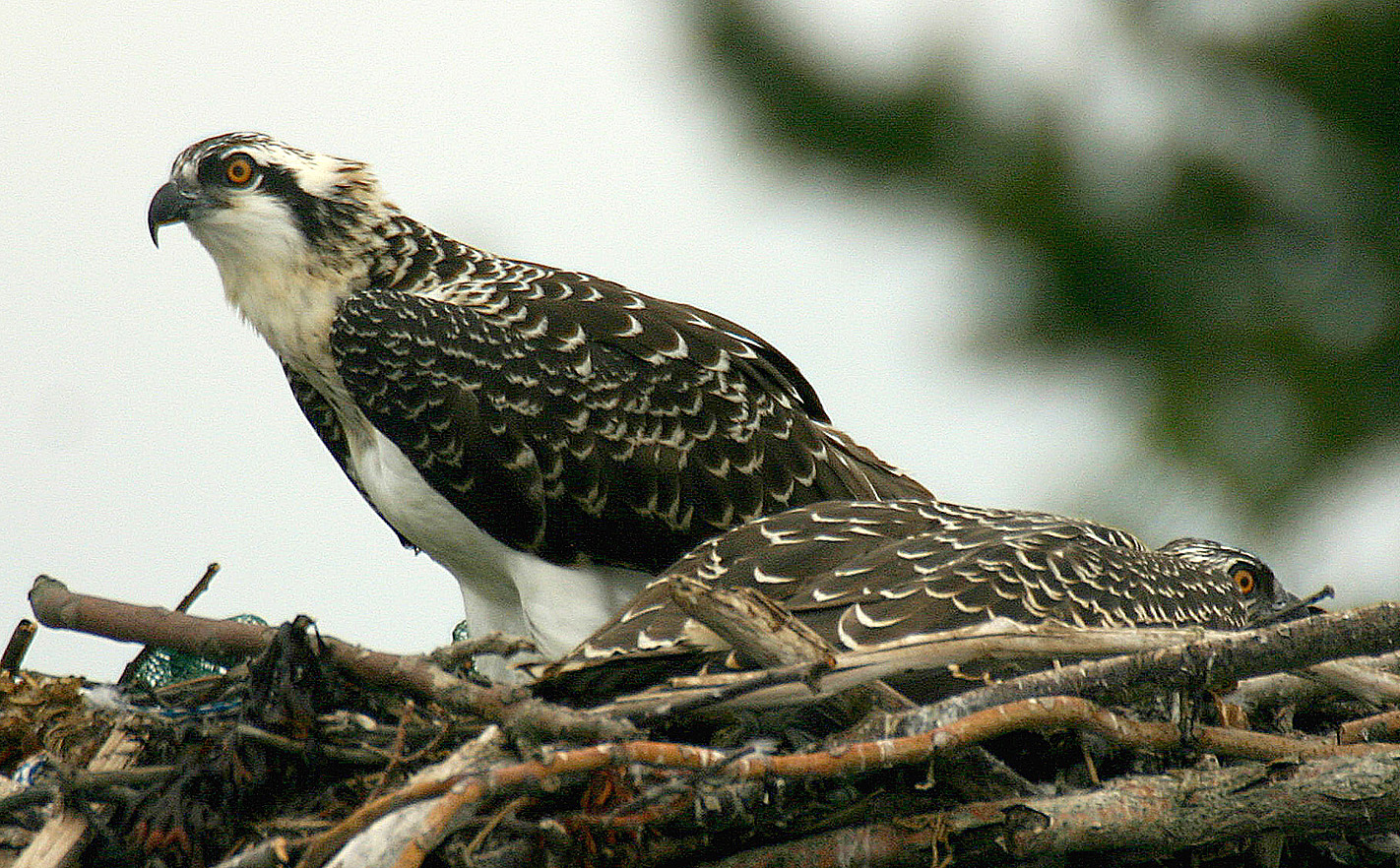 young osprey