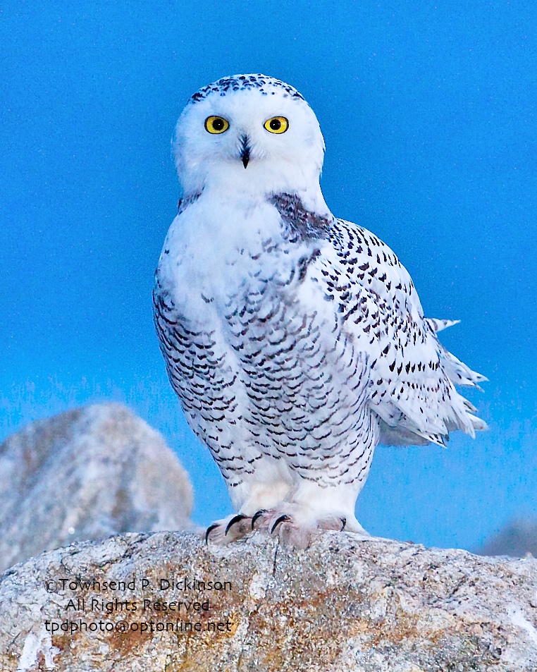 Snowy Owl, 1st year male, on jetty, Long Isalnd Sound, Fall, Norwalk, CT. ©Townsend P. Dickinson. All Rights Reserved.