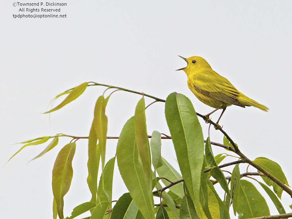 Yellow Warbler, male, singing in spring on territory, Crane Creek, Ohio. ©Townsend P. Dickinson. All Rights Reserved. 