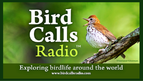 Birdcallsradio image