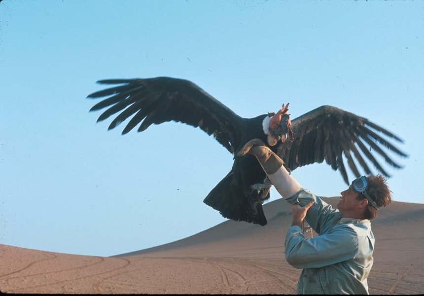 Jim Fowler, Andean Condor. Photos courtesy of ©Jim Fowler Archives. All Rights Reserved. Photos may not be used without written permission. Please respect the wishes of the Fowler Family.