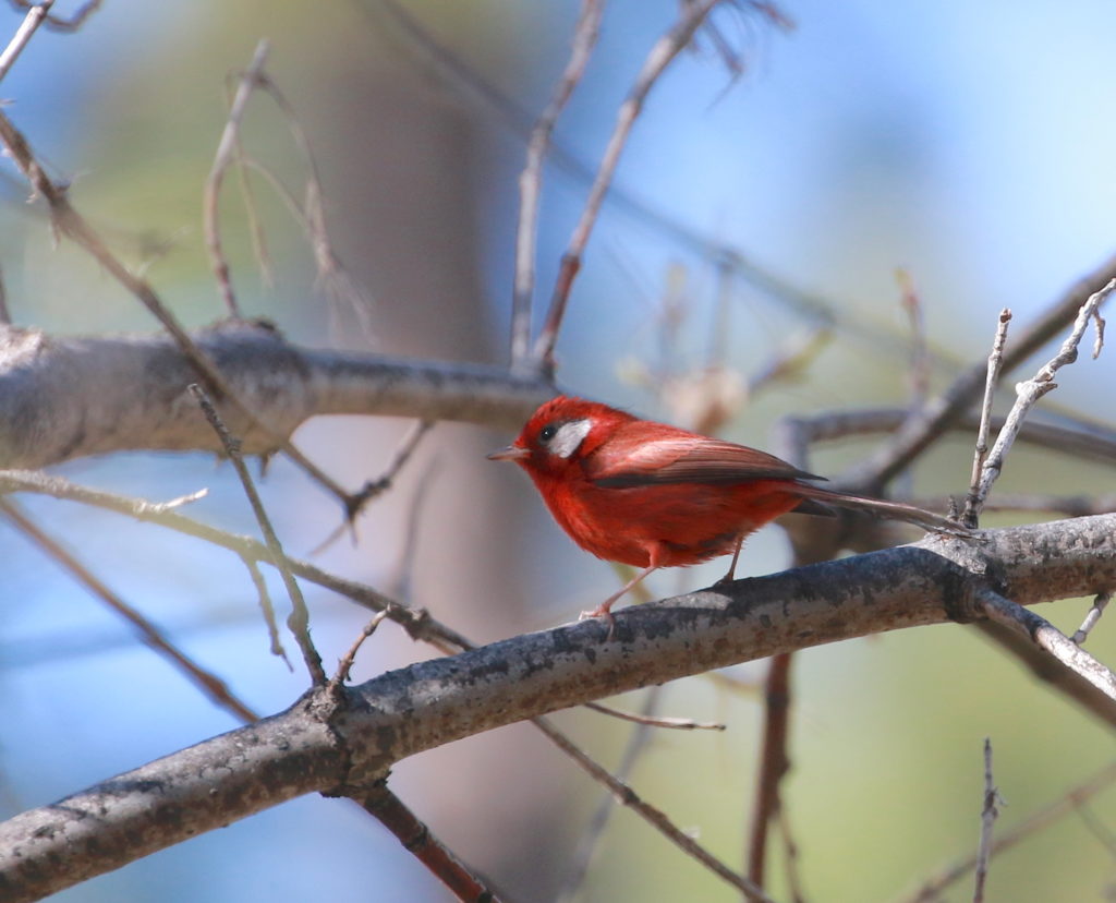 Red Warbler, Rose Canyon, Santa Catalina Mts, AZ ©Dave Stejskal All Rights Reserved.