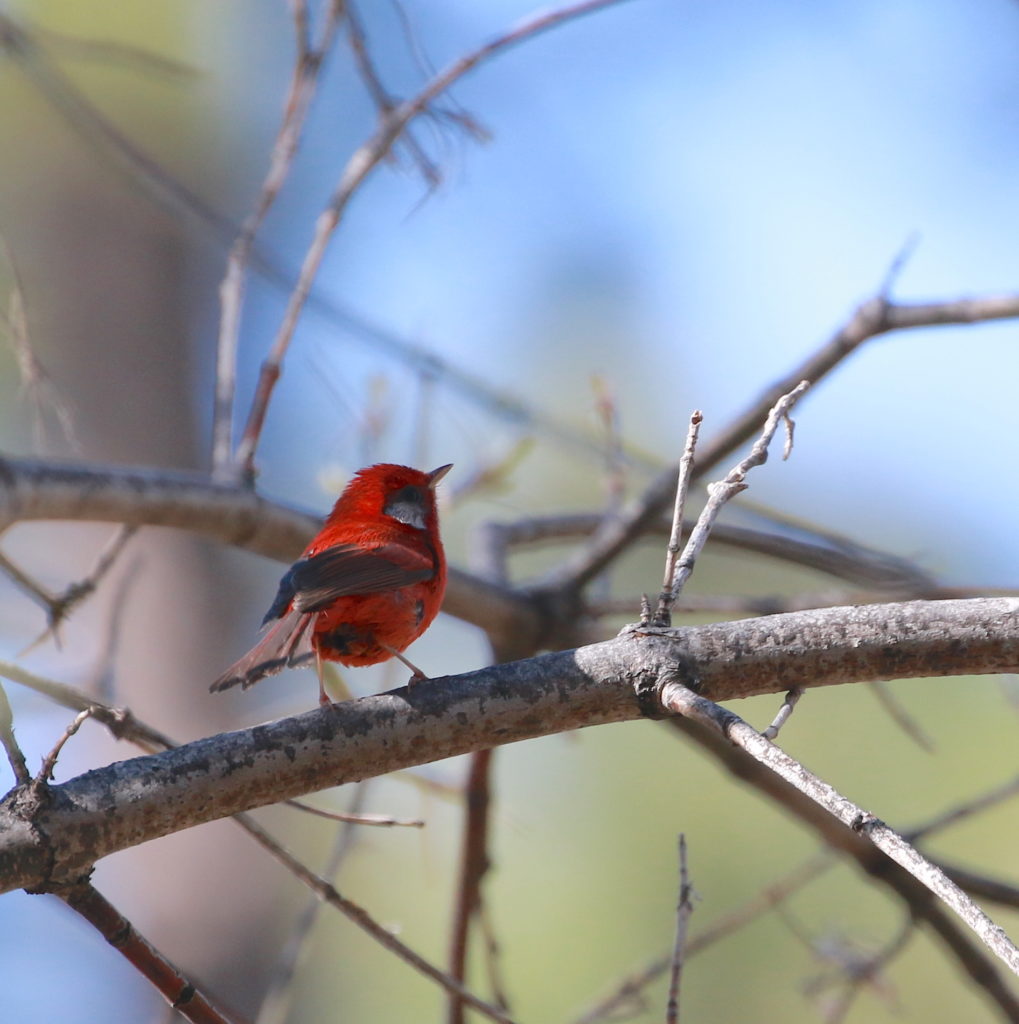 Red Warbler, Rose Canyon, Santa Catalina Mts, AZ ©Dave Stejskal All Rights Reserved.