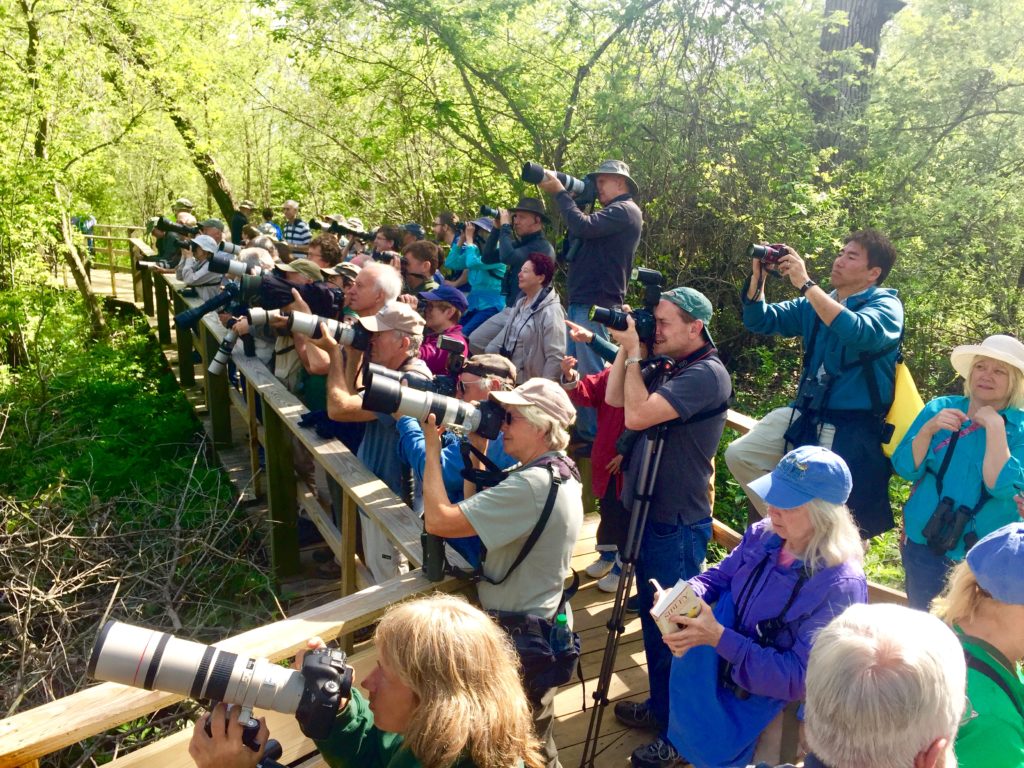 Biggest Week in America Birding 2018 on Magee Marsh Boardwalk, Oak Harbor NW Ohio. ©Mardi Welch Dickinson Kymry Group. All Rights Reserved.