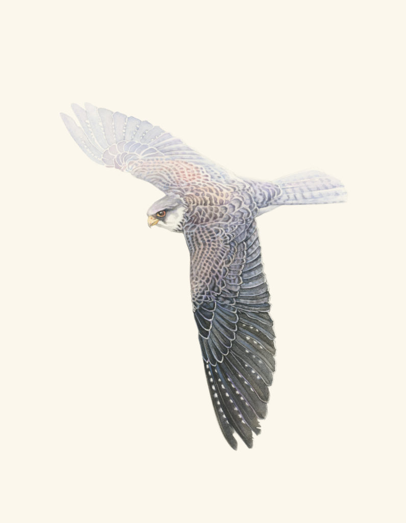 Amur Falcon watercolor by artist ©2018 Catherine Hamilton. All Rights Reserved. Watercolor paintings may not be used without written permission.