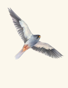 Amur Falcon watercolor by artist ©2018 Catherine Hamilton, All Rights Reserved. Painting may not be used without written permission.