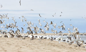 Forster's Terns, Laughing Gulls, in flight, Atlantic sand beach, fall, Cape May, NJ. Cape May Fall Festival 2018, Cape May, NJ. ©Townsend P. Dickinson. All Rights Reserved.