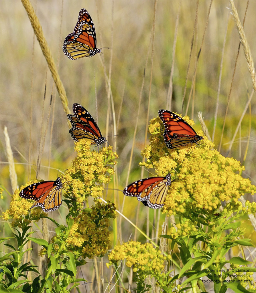 Monarch butterfly, fall migrants. ©Townsend P. Dickinson, All Rights Reserved.