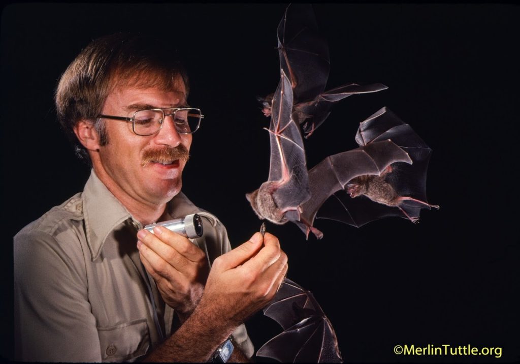 Four trained frog-eating or fringe-lipped bats (Trachops cirrhosus) being called all at once to Merlin Tuttle's hand for a reward during his research in Panama. He is recording their echolocation calls during their final approach in his research lab in Panama. Field Work. ©Merlin Tuttle, All Rights Reserved. Photo may not be used without written permission.