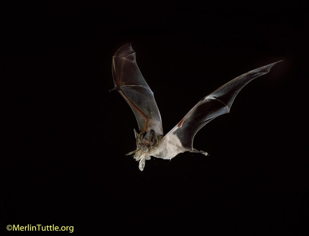 Brazilian free-tailed bat (Tadarida brasiliensis) eating a corn earworm moth (Helicoverpa zea) in flight in Texas. Catching Prey. ©Merlin Tuttle, All Rights Reserved. Photo may not be used without written permission.