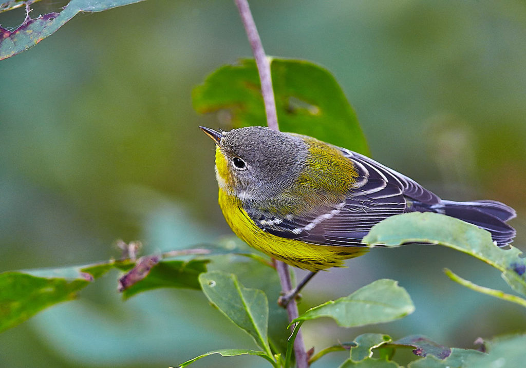 Magnolia Warbler, first winter female foraging on migration, fall, Northwood Center, CMBO Preserve, Cape May, NJ Warbler, first winter foraging on migration, fall, Northwood Center, CMBO Preserve, Cape May, NJ. Cape May Fall Festival 2018, Cape May, NJ. ©Townsend P. Dickinson. All Rights Reserved. Cape May Fall Festival 2018, Cape May, NJ. ©Townsend P. Dickinson. All Rights Reserved.