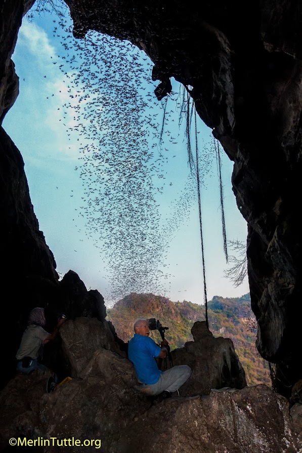 Merlin Tuttle and Neil Furey photographing Asian wrinkle-lipped bat (Chaerephon plicatus) emergence from Vihear Luong Cave in Cambodia. Photography.©Merlin Tuttle, All Rights Reserved. Photo may not be used without written permission.