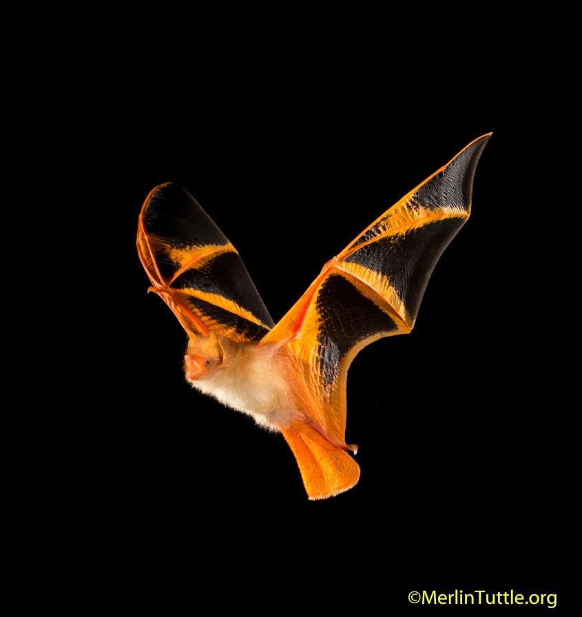 A Painted Bat in flight. This is a rarely seen speccies that is widespread throughout much of Southeast Asia. In Thailand these bats roost in the dried tips of dyiing banana leaves, living in mated pairs, often with a single pup. Their color blends well with the leaves in which they roost, but the purpose for the striking, butterfly-like wing pattern is unknown. When disturbed into flying from roosts during the day, they exhibit a butterfly-like flight, hence their alternate name, Butterfy Bat. Average adult body length is about 4 cm, and weight is approximately 4.5 gms. These bats feed on small, flying insects. ©Merlin Tuttle, All Rights Reserved. Photo may not be used without written permission.