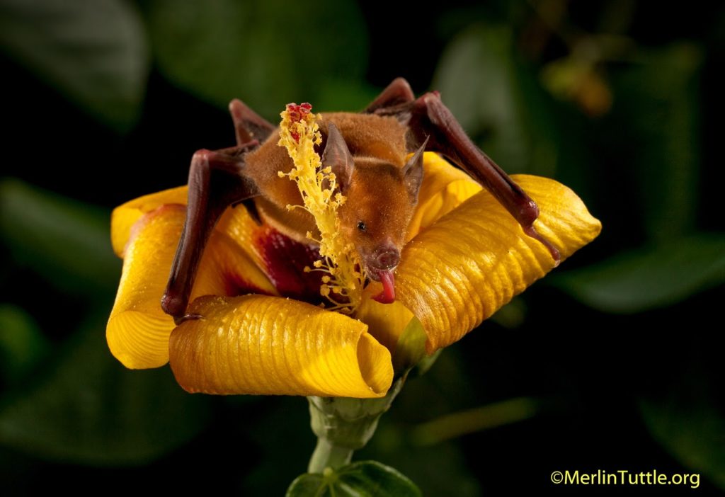 Cuban flower bat (Phyllonycteris poeyi) pollinating Blue Mahoe Tree in Cuba. Pollination.©Merlin Tuttle, All Rights Reserved. Photo may not be used without written permission.
