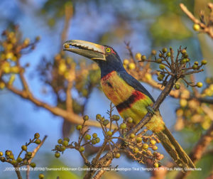 J2O2553 Mar 23 2019-©Townsend Dickinson- Colared Aracari, sitio arqueológico Tikal (Templo VI), PN Tikal, Petén, Guatemala. All Rights Reserved