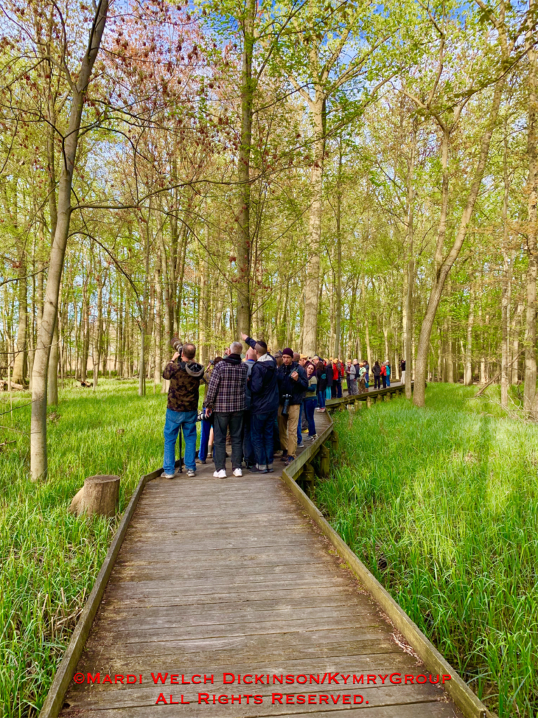 BirdCallsRadio™ on location with Young Birders who discovered the Townsend's Warbler Maumee Bay Lodge, OH. May 10, 2019. sm Photo by ©Mardi Welch Dickinson:KymryGroup™. All Rights Reserved.