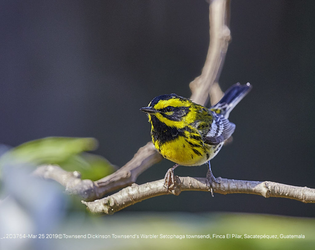 Townsend's Warbler Setophaga townsendi, Finca El Pilar, Sacatepéquez, Guatemala 3/25/19 Photo by ©Townsend P. Dickinson All Rights Reserved. Lis #J203754