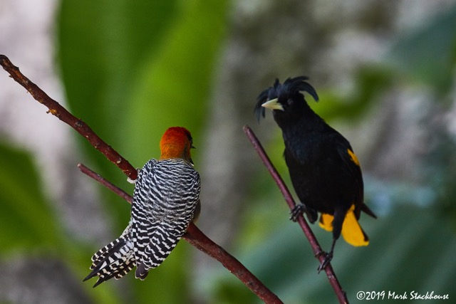 A Golden-cheeked Woodpecker faces-off with a Yellow-winged Cacique, both species endemic to Mexico. ©Mark Stackhouse
