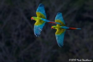 Military Macaws near San Blas. ©Mark Stackhouse