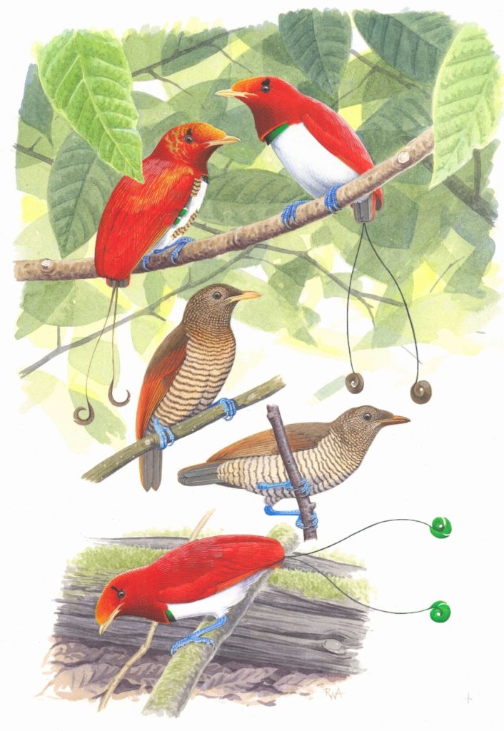 King Bird of Paradise +coccineifrons. Illustrations by ©Richard Allen Photgraphed by ©Sally Allen. All Rights Are Reserved.