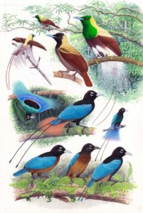 Emperor Bird of Paradise & Blue Bird of Paradise. Illustrations by ©Richard Allen. Photgraphed by ©Sally Allen. All Rights Are Reserved.