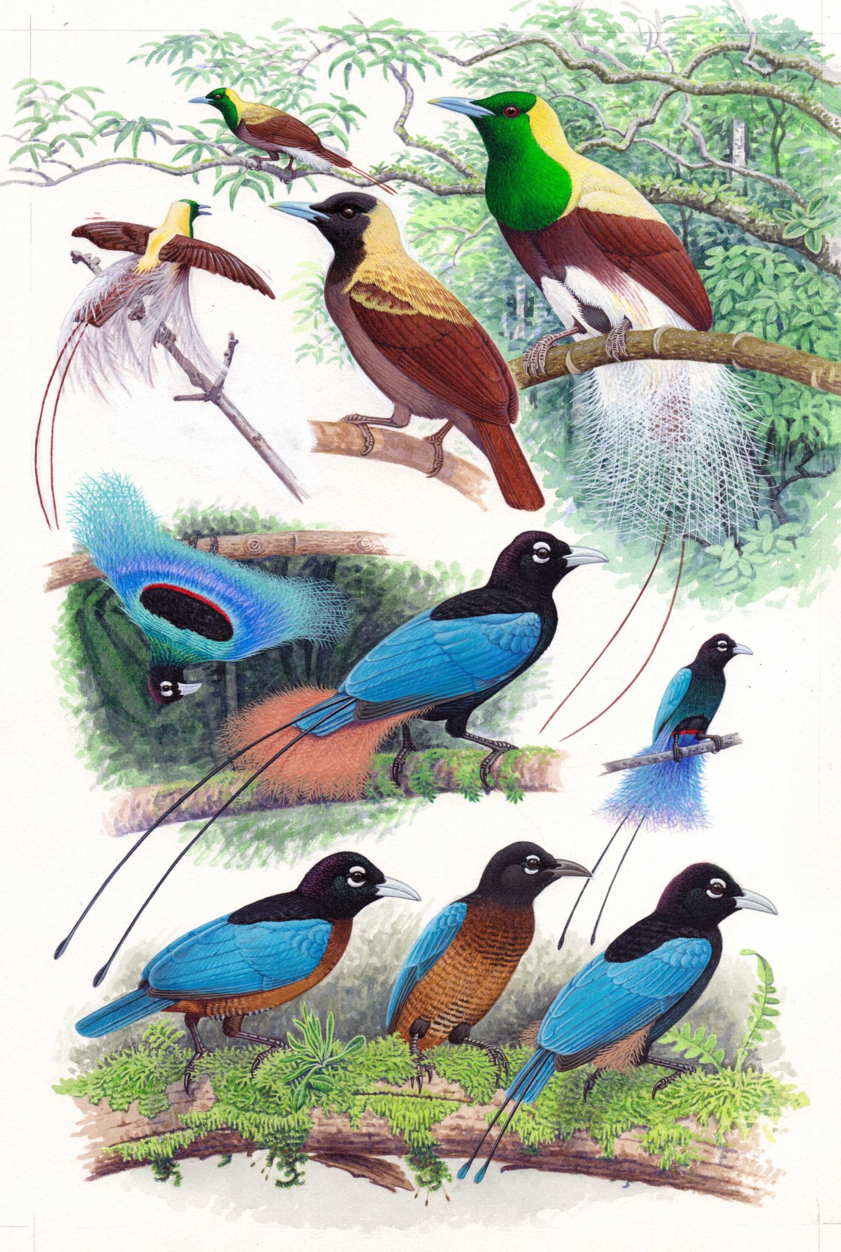 Emperor Bird of Paradise & Blue Bird of Paradise. Illustrations by