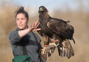 Lauren McGough, Falconer Golden Eagle on the glove. Photo Courtsey ©Rob Palmer All Rights Reserved.