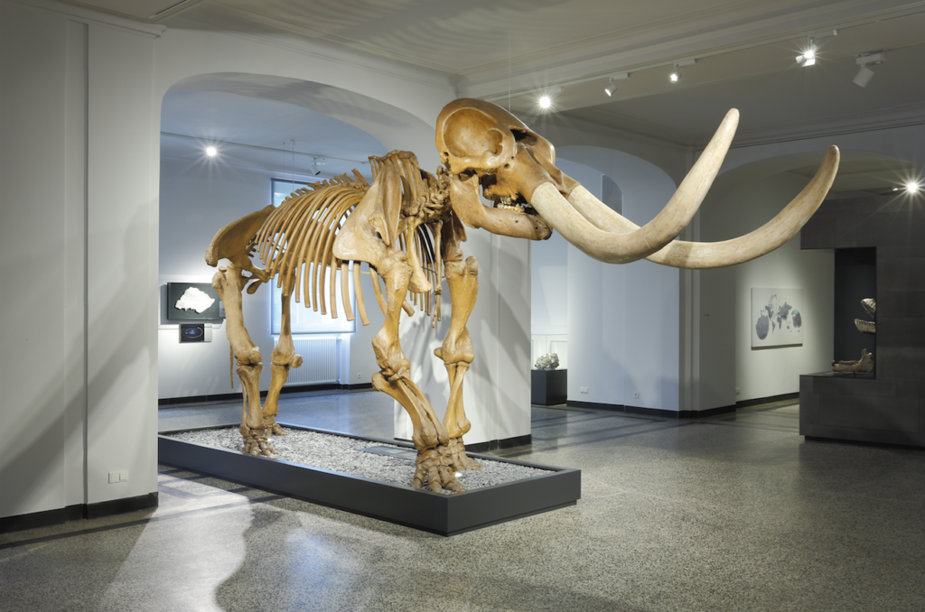 Skeleton of the Mastodon, excavated 1801–2 by Charles Willson Peale, bone, wood, and papier mâché, approx. 118 × 177 × 65 in., Hessisches Landesmuseum, Darmstadt, Germany, Photo: Wolfgang Fuhrmannek, © Hessisches Landesmuseum Darmstadt.