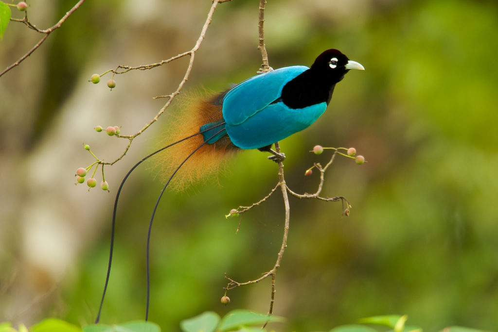 Male Blue Bird-of-Paradise (Paradisaea rudolphi) in a fruiting tree. Endangered Species (IUCN Red list: VU). Photograph ©Tim Laman All Rights Reserved.