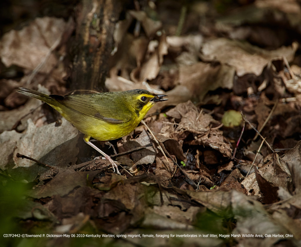 CD7F2442-May 06 2010-©Townsend P. Dickinson- Kentucky Warbler, spring migrant, female, foraging for invertebrates in leaf litter, Magee Marsh Wildlife Area, Oak Harbor, Ohio. All Rights Reserved.