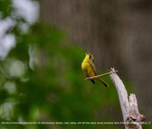 _DSC1810-May 28 2020-©Townsend Dickinson- Kentucky Warbler, male, calling, with left foot raised, spring overshoot, Bent of River Audubon, Southbury, CT