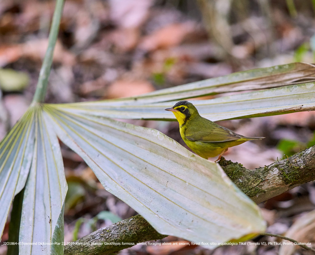 _J2O1864-Mar 22 2019-©Townsend Dickinson- Kentucky Warbler Geothlypis formosa, winter, foraging above ant swarm, forest floor, sitio arqueológico Tikal (Templo VI), PN Tikal, Petén, Guatemala. All Rights Reserved.