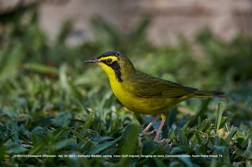 _J2O9545-Apr 30 2017-©Townsend Dickinson- Kentucky Warbler, spring trans-Gulf migrant, foraging on lawn, Convention Center, South Padre Island, TX