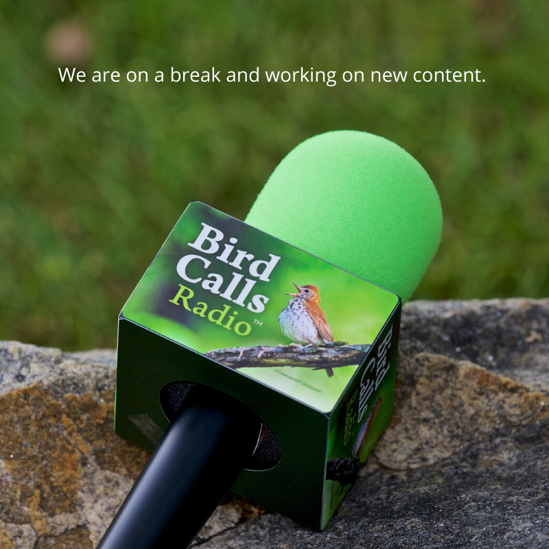 BirdCallsRadio™ & Podcast is on a break and working on new content.