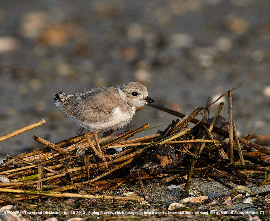 Lis#D7F0077-Jun 10 2012-©Townsend Dickinson- Piping Plovers, chick forages in beach debris, intertidal zone on sand bar at Milford Point, Milford, CT
