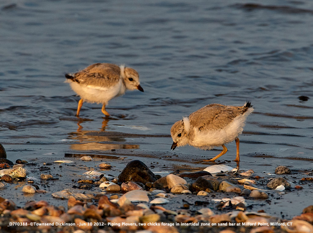 Lis#D7F0388-Jun 10 2012-©Townsend Dickinson- Piping Plovers, two chicks forage in intertidal zone on sand bar at Milford Point, Milford, CT