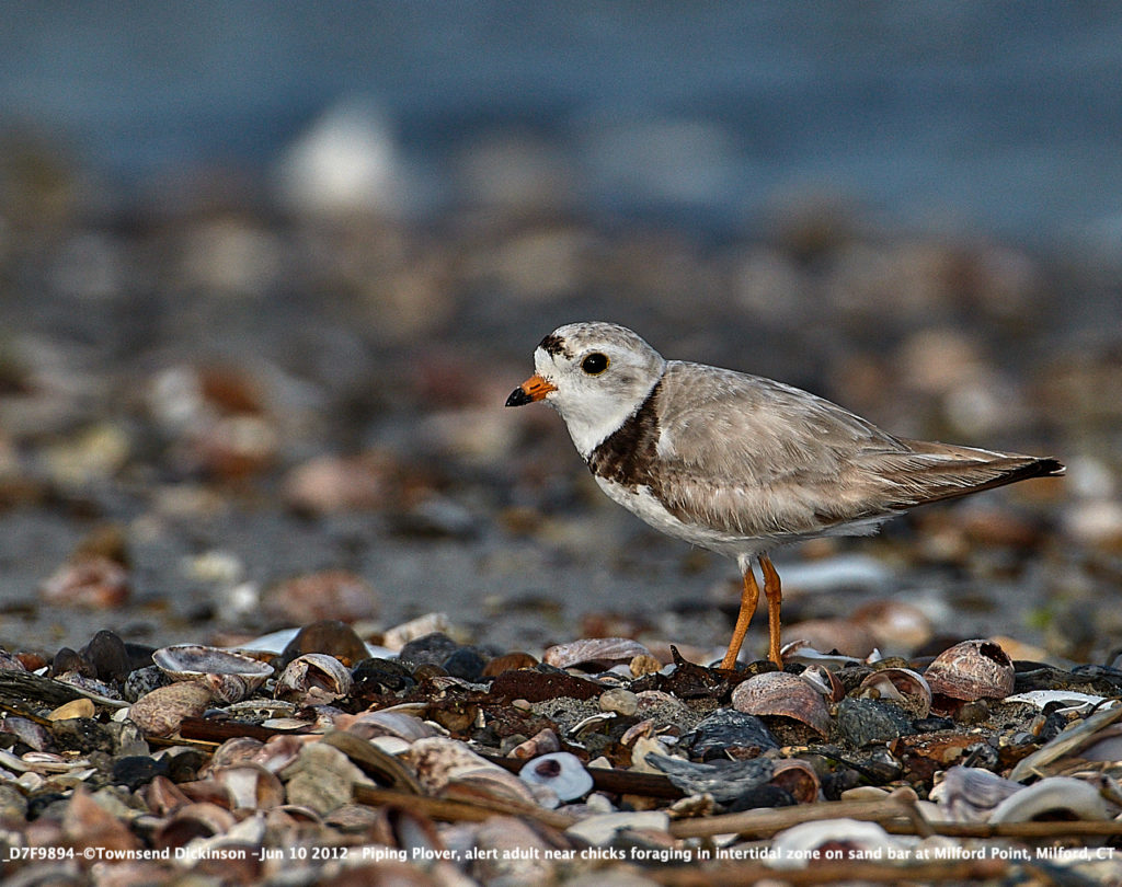 Lis#D7F9894-Jun 10 2012-©Townsend Dickinson- Piping Plover, alert adult near chicks foraging in intertidal zone on sand bar at Milford Point, Milford, CT 