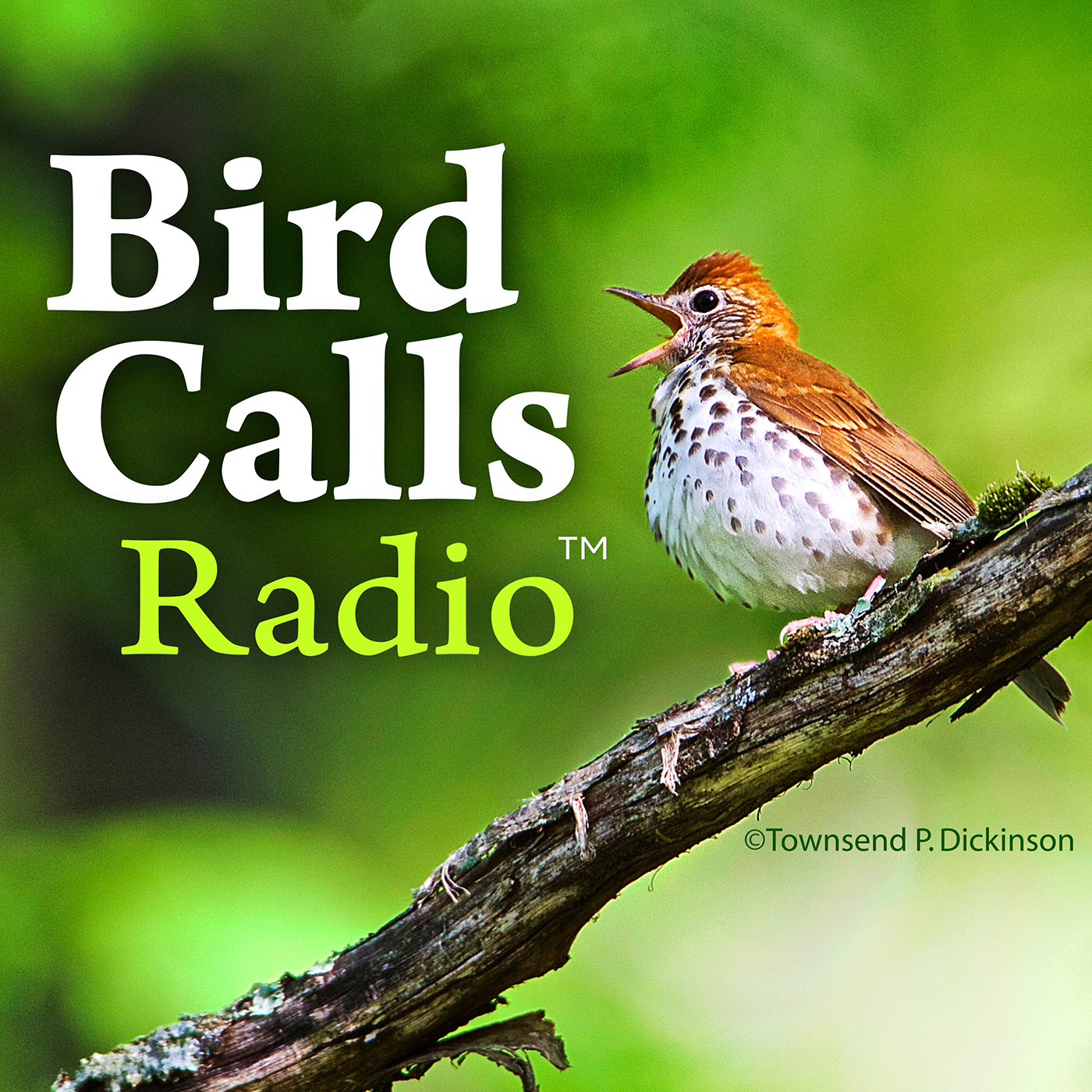 Podcast Episode Archives - BirdCallsRadio™ | Exploring birdlife around the world™