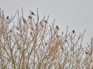 Lis#DSC5411-March 21, 2021-©Townsend Dickinson-Redpolls, mixed flock in tree, winter, Sherwood Island State Park, Westport, CT. All Rights Reserved.