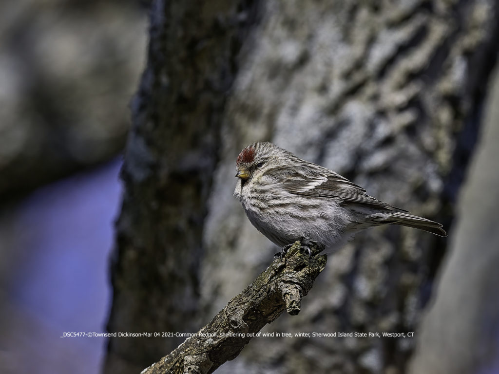 Lis#DSC5477-March 21, 2021-©Townsend Dickinson-Common Redpoll, sheltlering out of wind in tree, winter, Sherwood Island State Park, Westport, CT. All Rights Reserved.