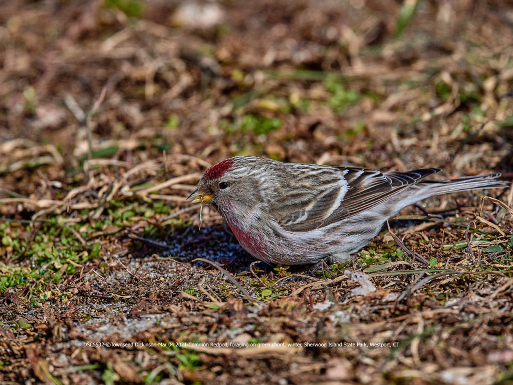Lis#DSC5532-March 21, 2021-©Townsend Dickinson-Common Redpoll, foraging on green shoot, winter, Sherwood Island State Park, Westport, CT.All Rights Reserved.