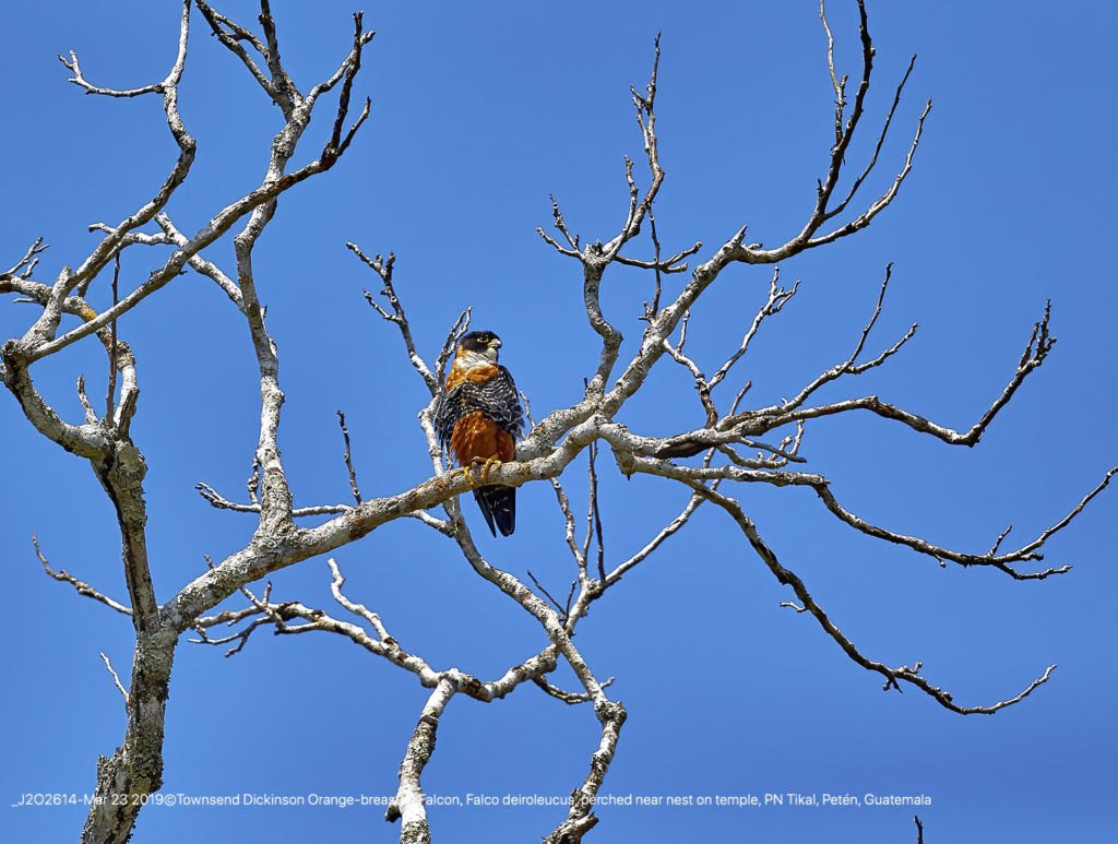 Orange-breasted Falcon, Falco deiroleucus, perched near nest on temple, PN Tikal, Petén, Guatemala ©Townsend P. Dickinson All Rights Reserved Lis#J2O2614-1