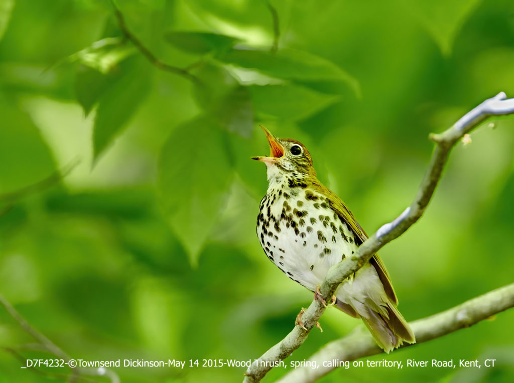 Wood Thrush, spring, calling on territory, River Road, Kent, CT ©Townsend P. Dickinson All Rights Reserved Lis#_D7F4232