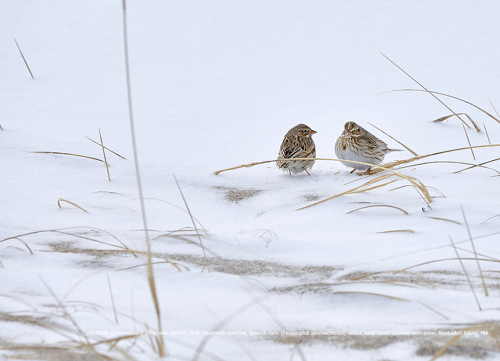 Savannah Sparrow, Ipswich form (Passerculus sandwichensis) winter, sand beach covered with snow, Nantucket Island, MA. ©Townsend P. Dickinson All Rights Reserved. Lis# Z3V8058-Jan 03 2010