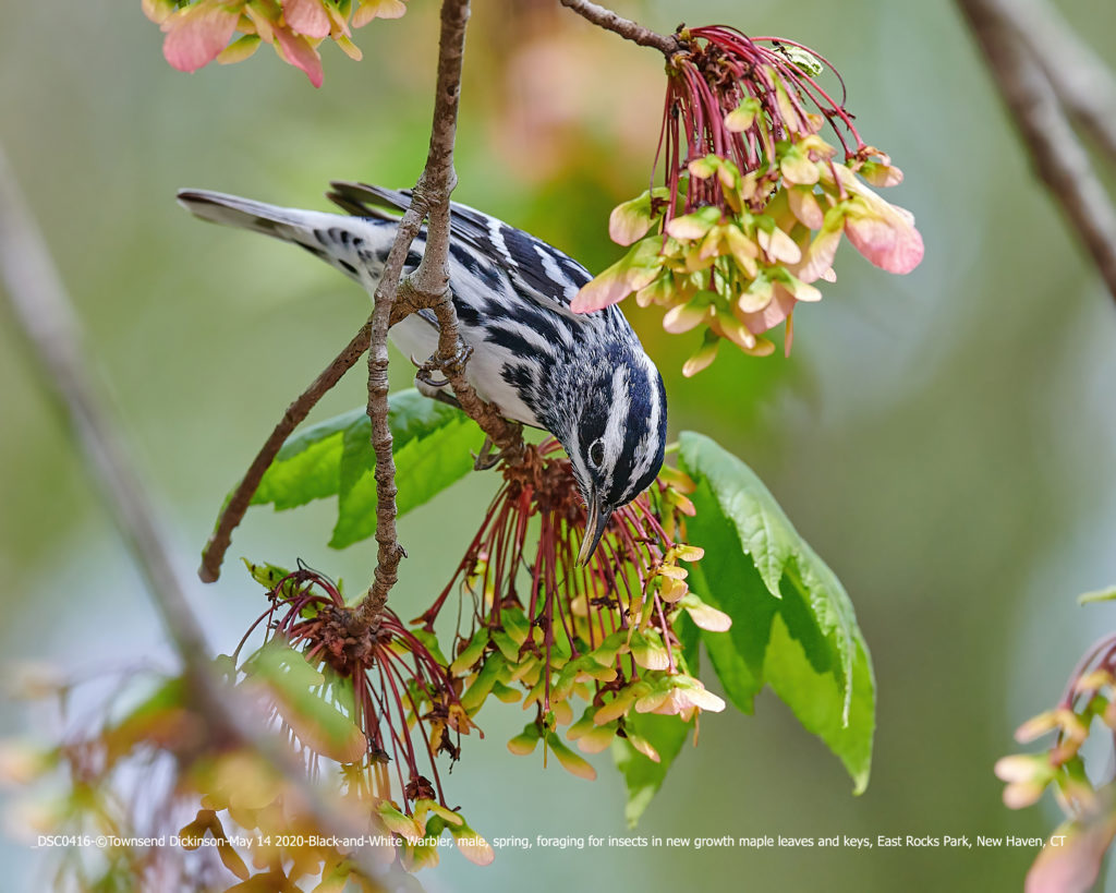 Black-and-White Warbler, male, spring migrant, foraging for insects in new growth Red Maple samaras East Rocks Park, New Haven, CT ©Townsend P. Dickinson Lis# DSC0416.1.jpg