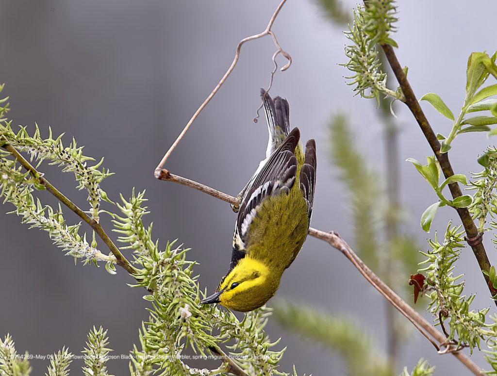 Black-throated Green Warbler, spring migrant, foraging on Willow sp. catkin, Birdcraft Museum CAS, Fairfield, CT ©Townsend P. Dickinson Lis# D7F4269.jpg